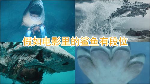 帝王鲨,帝王鲨和巨齿鲨鲨打架